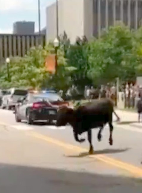 VIDEO: Sprievod kovbojov sa zmenil na rodeo. Splašený býk vbehol do kancelárií medzi ľudí