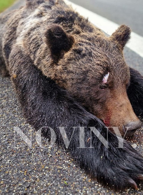 zrazený medveď Zvolen (2)