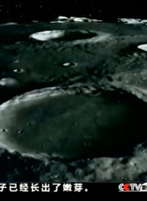 Na Mesiaci vyklíčila bavlna