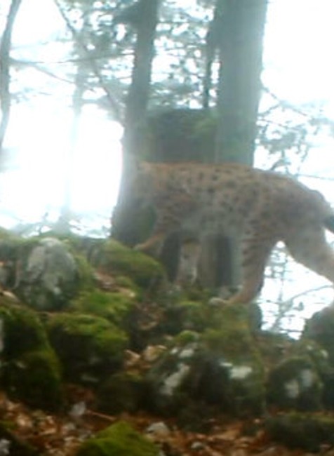 Tajomná šelma menom Rys hľadá partnera. Takéto unikátne zábery ste ešte nevideli