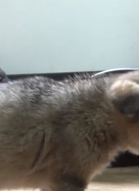 Na ulicu vyhodili šteňatá. V útulku sa o ne stará nevidiaca a nepočujúca sučka 