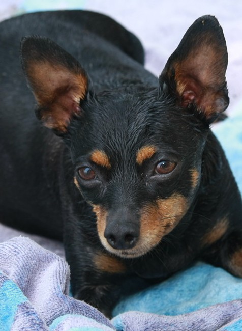 Stratená fenka ratlíka Lili