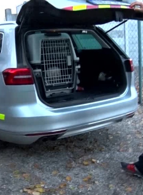 Po polroku našli psa5360