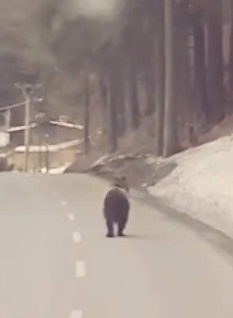 VIDEO: Nečakané stretnutie z Beskýd. Medveď si vykračoval po ceste
