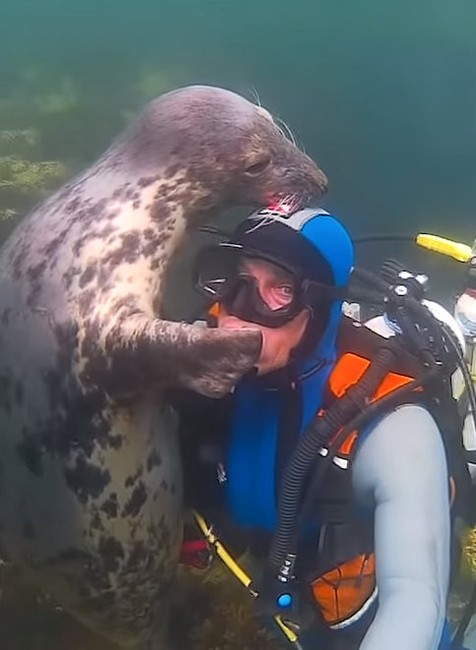 Potápača prekvapil tuleň. Skončili v objatí