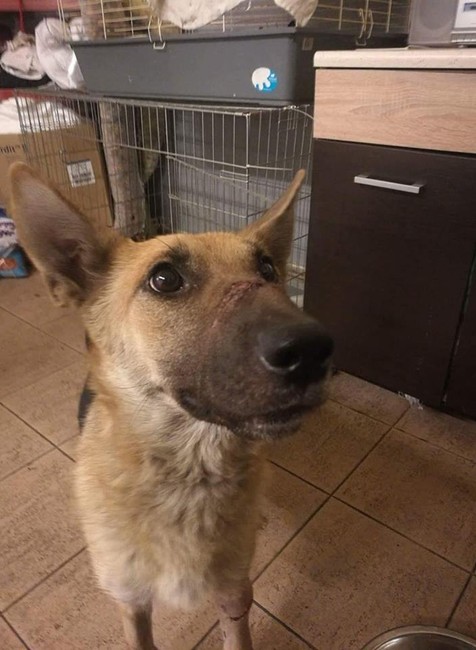 Týraná sučka Košice