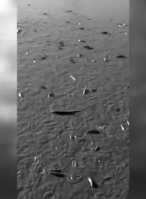 Rekonštrukcia rybníka1769