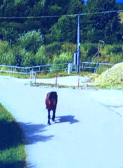 Kuriózny zásah mestských policajtov: Po Bytči naháňali koňa