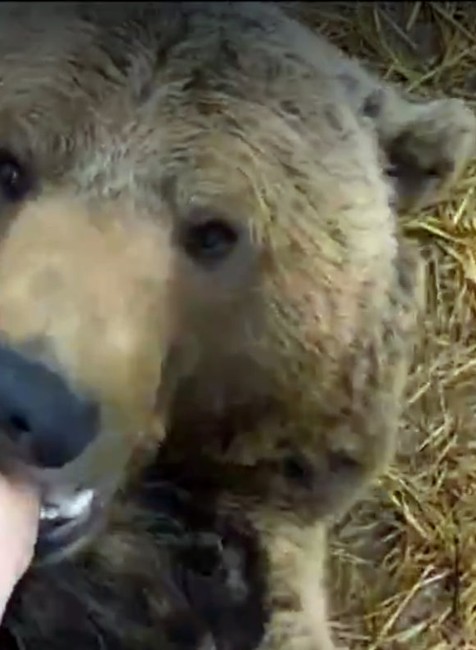 Domáci miláčik, ktorý býva na letisku. O 250 kg chlpáča sa starajú piloti