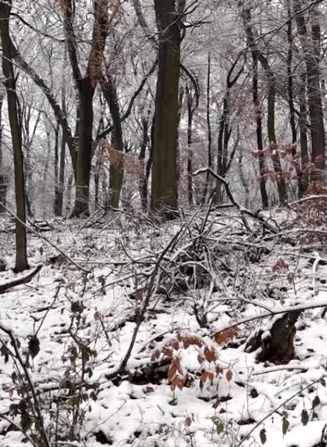 V okolí hlavného mesta miznú stromy. Obyvatelia tak prichádzajú o rekreačné zóny