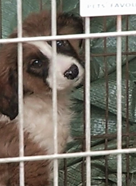 Odchyt psov-steniatko v klietke