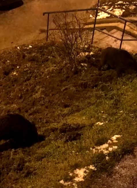 Diviaky na sídlisku