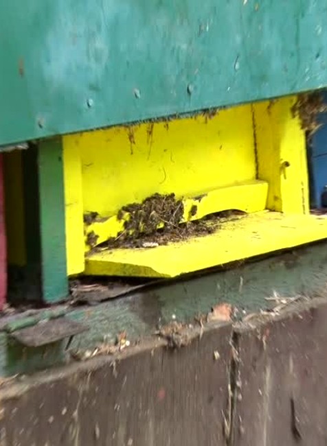 [multi] Medveď opäť vyčíňal neďaleko Prievidze. Včelárovi zničil úle 4232