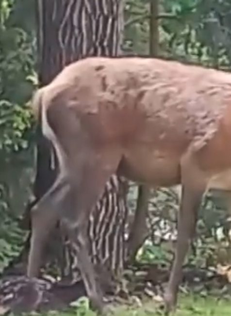 Screenshot 2024-05-17 092350