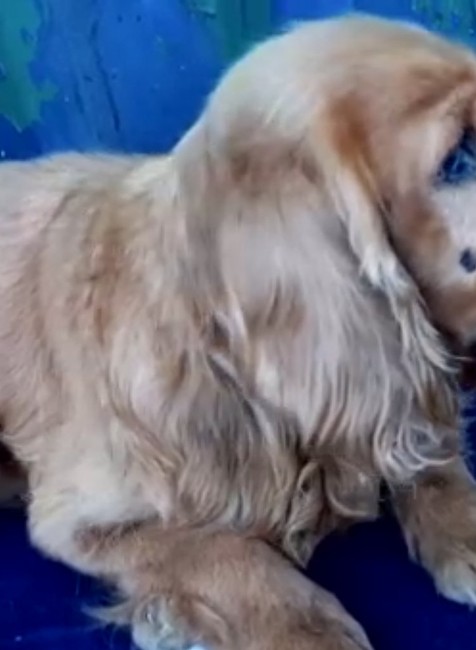 Kokeršpaniel mal po tele hnisajúce rany. Majiteľ ho vyhodil pri frekventovanej ceste