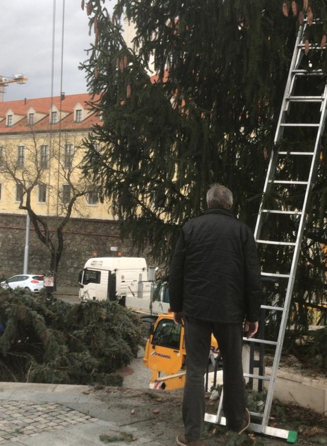Pred parlamentom menia Vianočný stromček