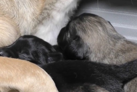 Nechcené šteniatka zachránili v poslednej chvíli. 