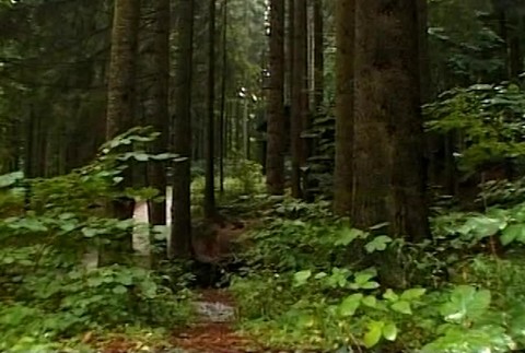 VN Otrava muchotrávkou1070