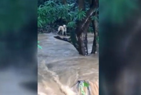 Pri záchrane psa zomrel 