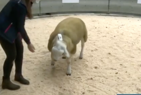 Najdrahší baranček na svete