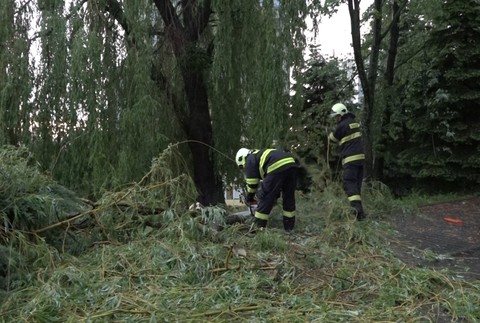 Padnutý strom v Prešove
