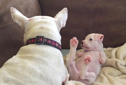 steniatko Nubby sa hra