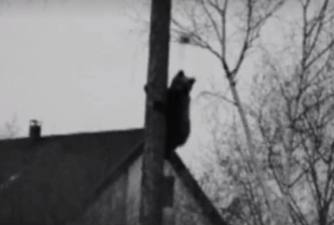 Psi a mačky sú súčasťou domácností. Tatranci si ale začínajú zvykať aj na jelene či medvede