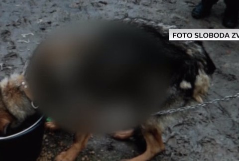 Psov držali na reťazi, trpeli. Petíciu proti tomuto týraniu podpísali desaťtisíce Slovákov