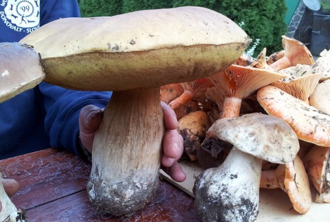 tvojenoviny hríby Bánovce nad Bebravou 2