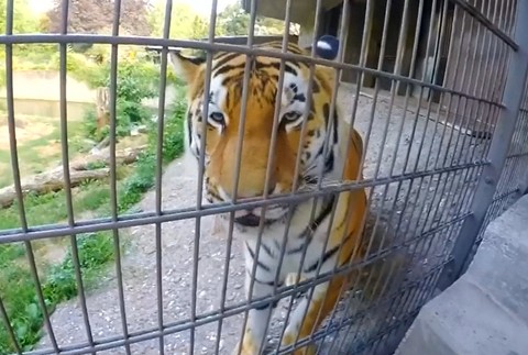 tigrica nakoniec zapózovala  do kamery