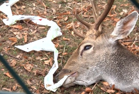 V Nitre uhynul Daniel škvrnitý