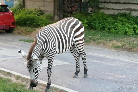 Odchyt zebry v Piešťanoch