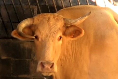 Vol, 2 tony, Španielsko