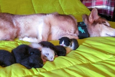 Fenka si osvojila mačiatka 