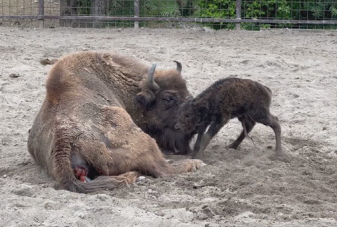 zubríčatko v sninskej ZOO 2024-05-29 o 9.00.05