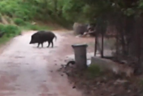 Dedinčania žijú v strachu, po uliciach opäť behajú diviaky