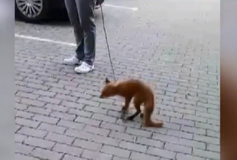 Líšku Megan pustili 