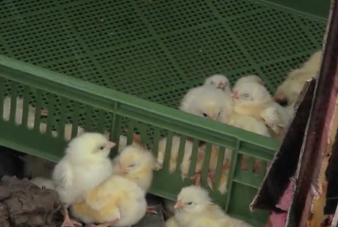 Kamión plný kuriatok zišiel z cesty