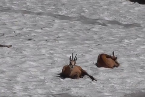 Mladíci v Tatrách si cez reproduktor púšťali hudbu. Ohrozovali tým aj zvieratá