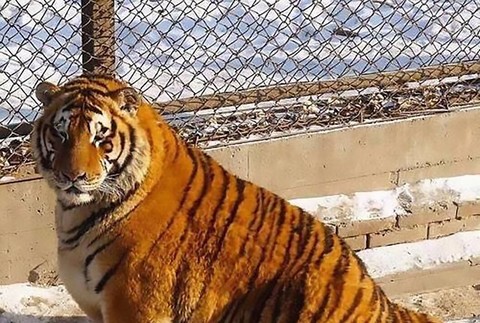 tucny tiger harbin