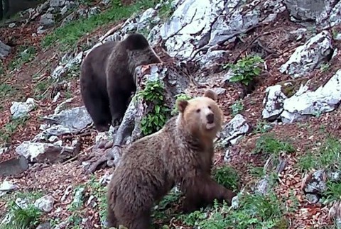 Medvede vo Veľkej Fatre 