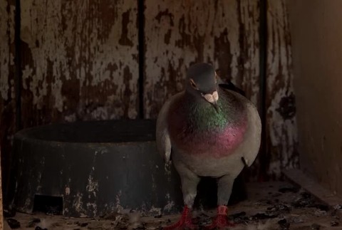 Majiteľ prichytil zlodeja pri čine. Kradol mu holuby3279