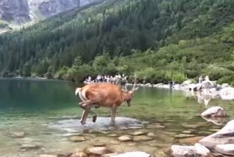 Tatranský jednorožec sa zatúlal do Poľska