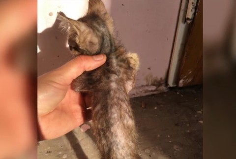 Úrady odobrali dôchodkyni mačky.