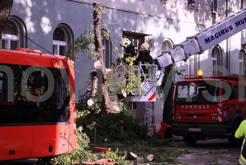 Bratislava - Štefánikova, strom, padnutý, MHD 3