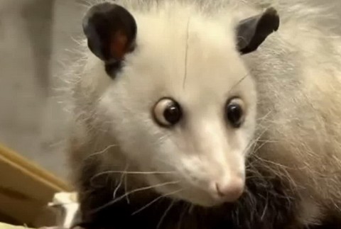 Škuľavá vačica Heidi 2