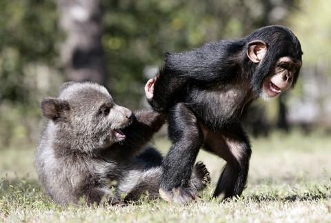 Mláďatá šimpanz grizly medveď medvedík priatelia safari park