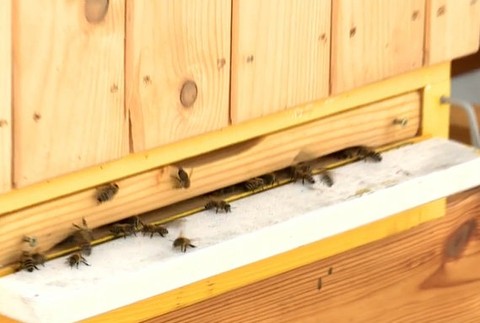 Včelie úly s výhľadom na mesto