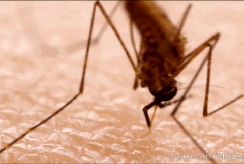 V známej dovolenkovej destinácii sa premnožili komáre. Môžu prenášať závažnú chorobu?