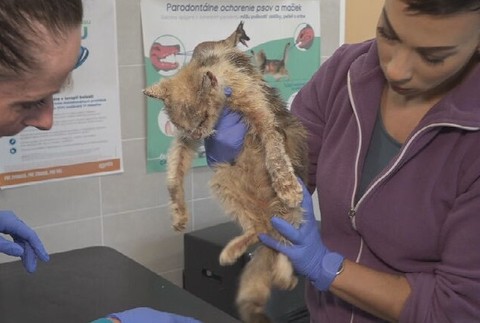 týraná mačka (12)